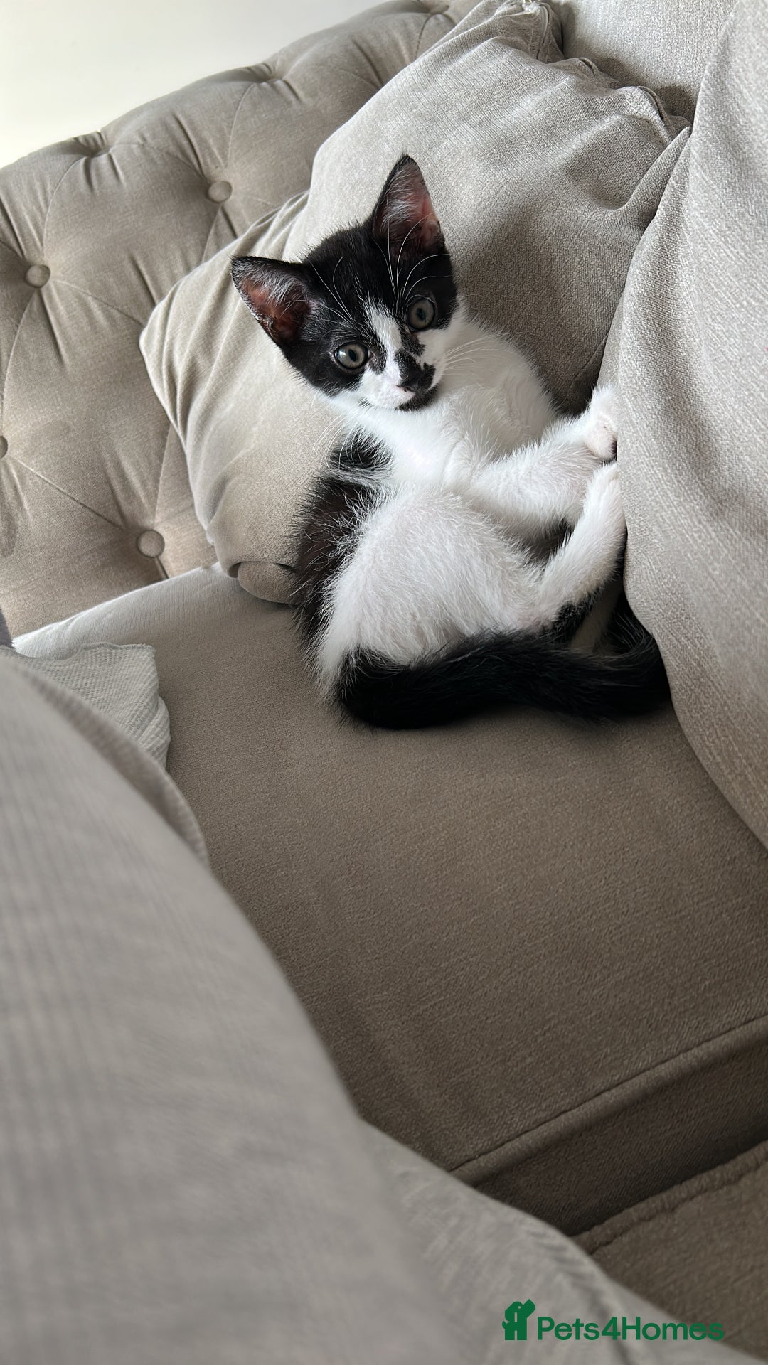Domestic Shorthair cats for sale: Male kitten - Advert 5