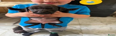 Mixed Breed 4