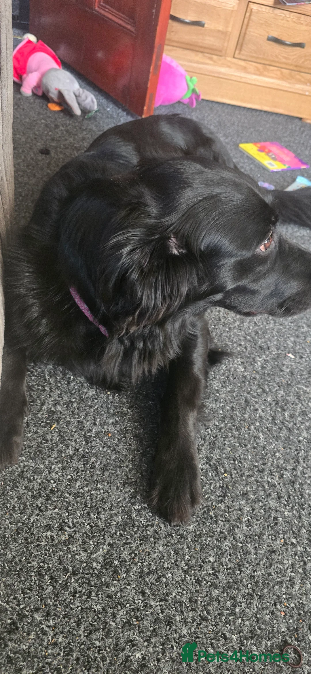 Mixed Breed dogs for sale: 3 year old Cassie in Swadlincote - Advert 2