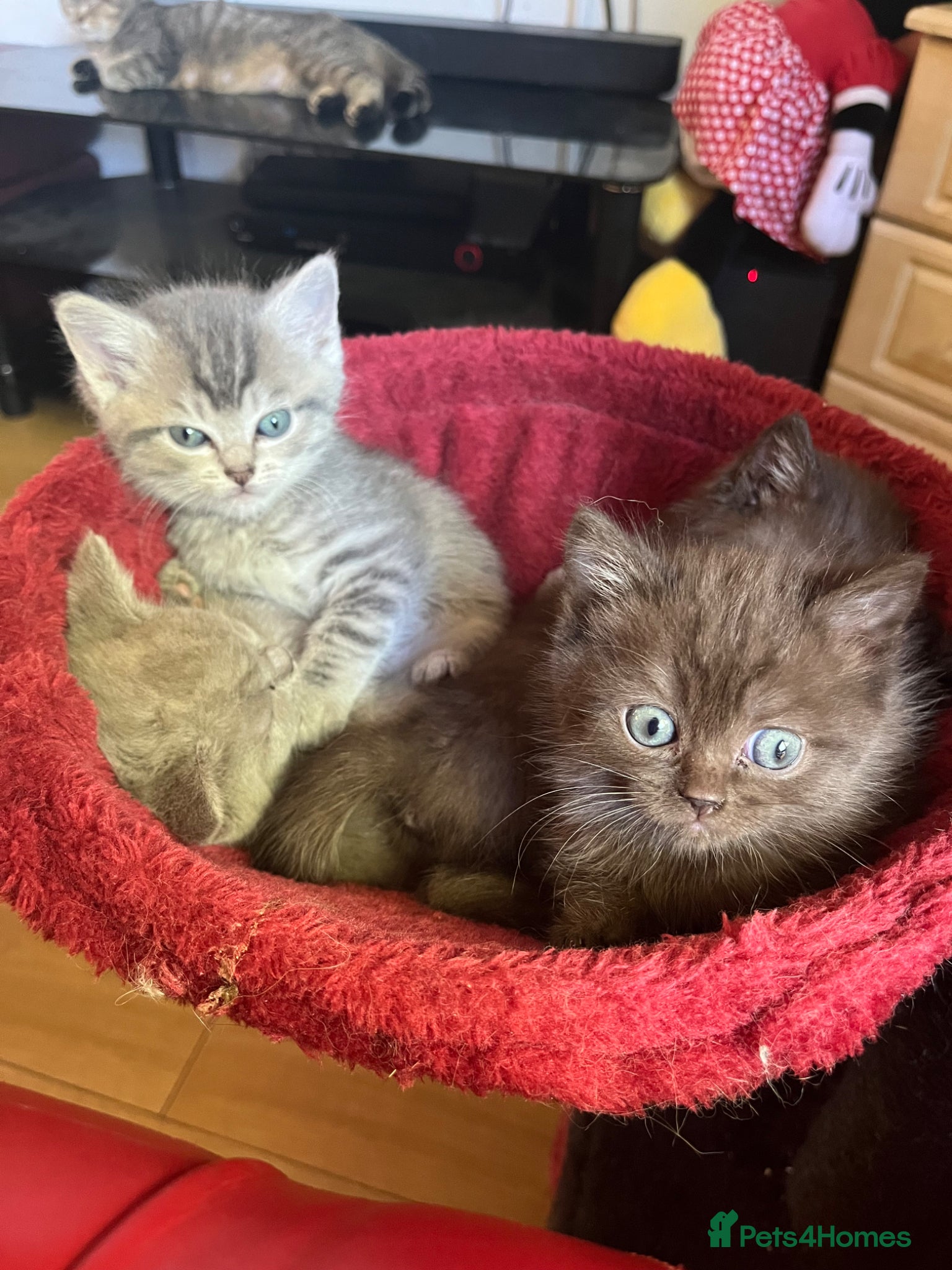 Ragdoll cats Gorgeous ragdollX British shorthair kittens  - Advert 1