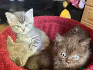 Ragdoll cats Gorgeous ragdollX British shorthair kittens - Advert 4
