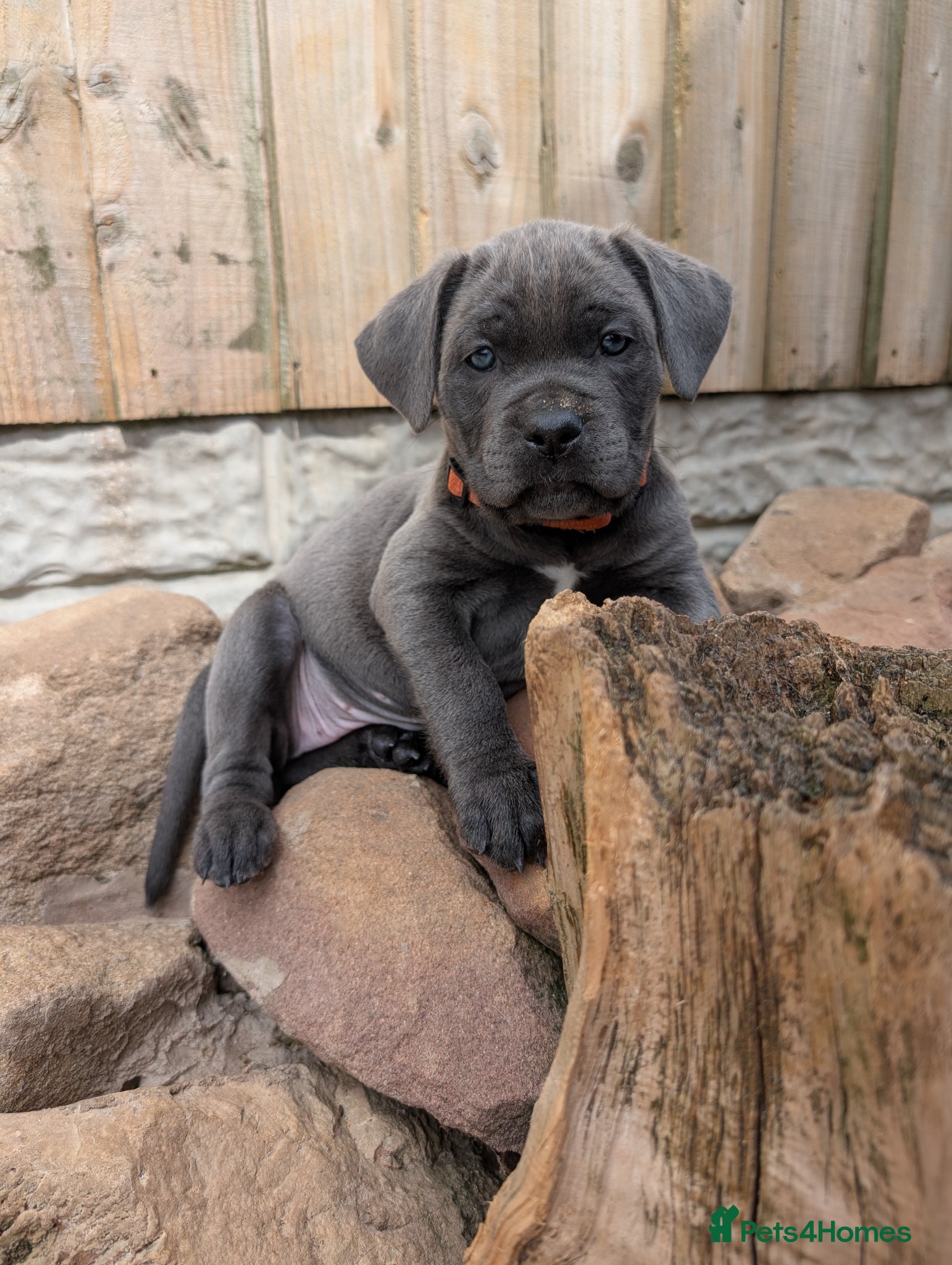 Cane Corso dogs Cane corso puppies  - Advert 5