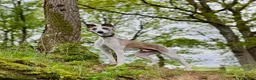 Whippet dogs for stud: Blue Fawn KC Registered Whippet available for stud - Advert 8