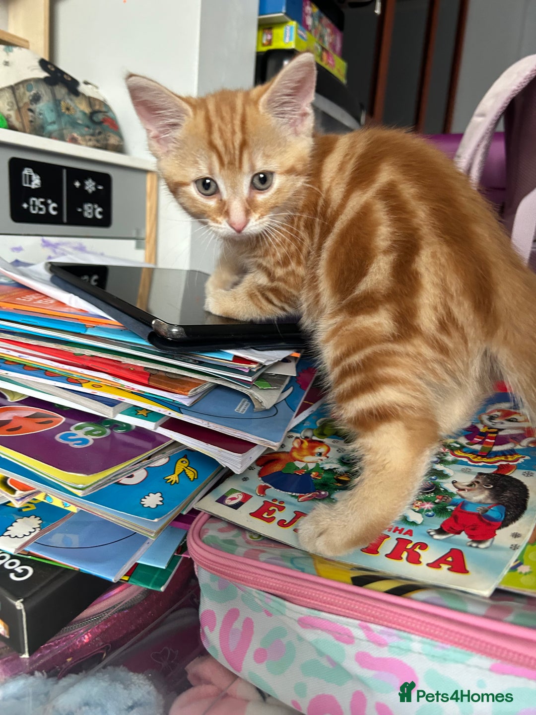 Domestic Shorthair cats for sale: Sweet Ginger Prince - Image 9