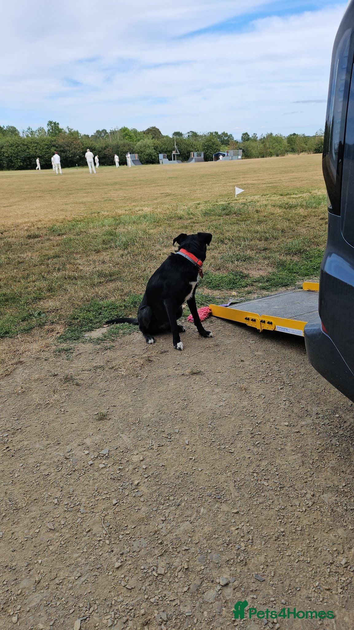 Mixed Breed dogs 1 yr old Collie x Labrador Bitch - Advert 11