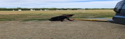 Mixed Breed dogs for sale: 1 yr old Collie x Labrador Bitch - Advert 1