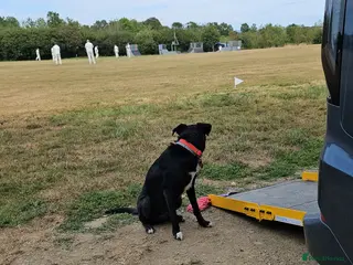 Mixed Breed dogs 1 yr old Collie x Labrador Bitch - Advert 1