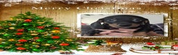 Dachshund dogs for sale: Beautiful daccys for sale ready 30th December  - Advert 12