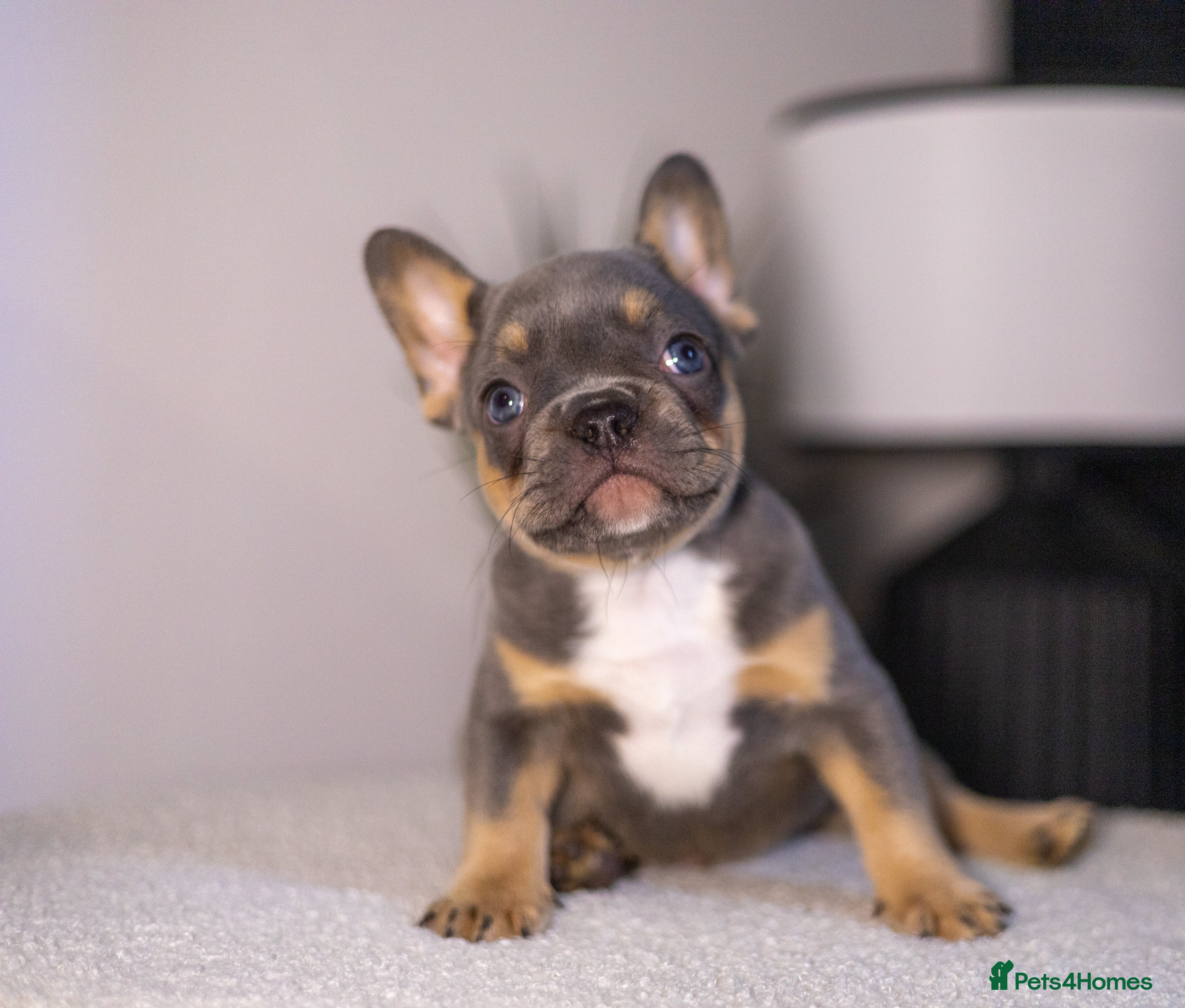 French Bulldog dogs Beautiful French bulldog puppies!  - Advert 1