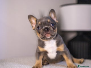 French Bulldog dogs Beautiful French bulldog puppies! - Advert 21