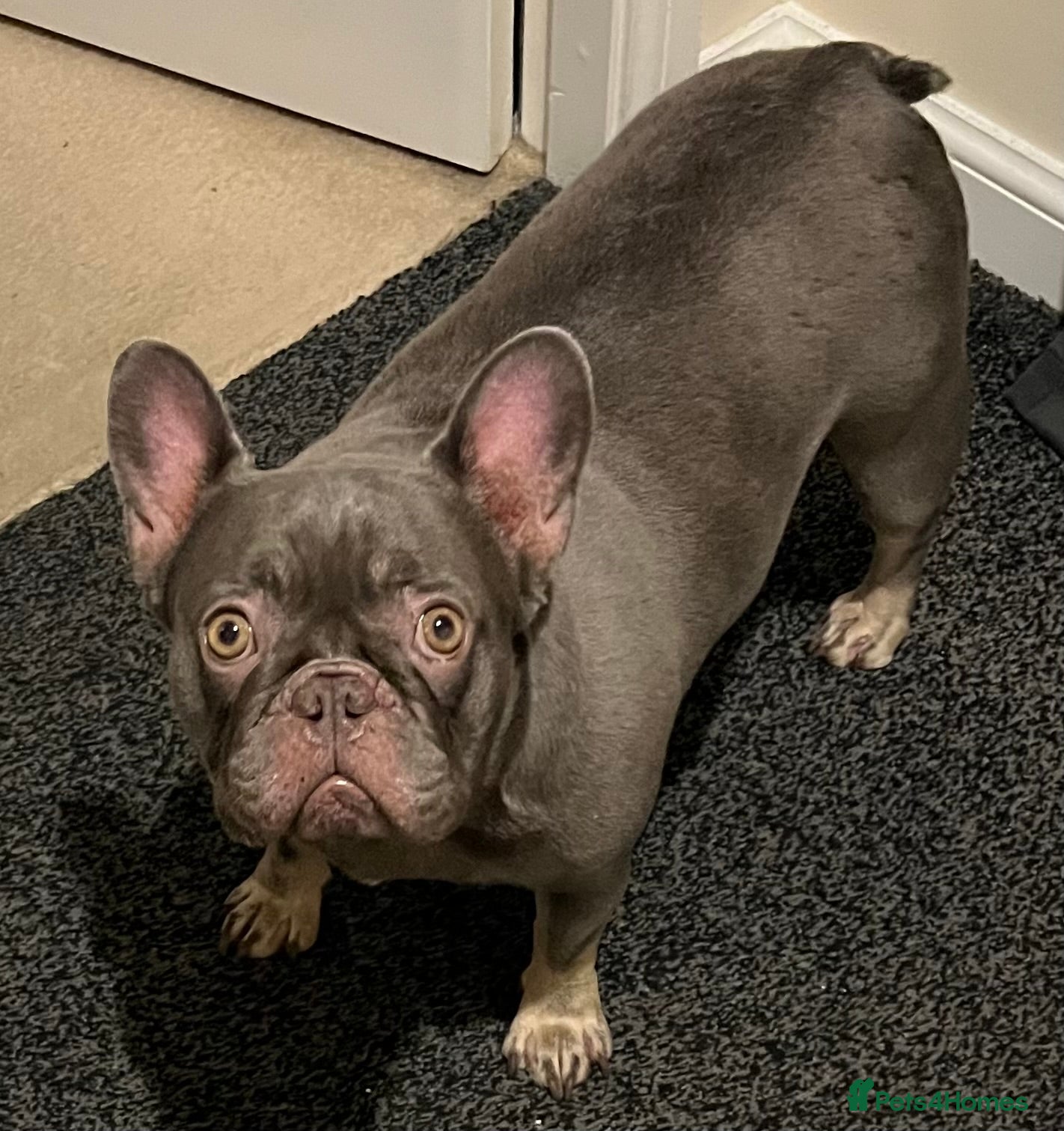 French Bulldog dogs Beautiful female frenchie  - Advert 1