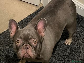 French Bulldog dogs Beautiful female frenchie - Advert 13