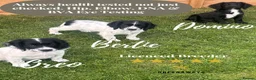 Sprocker dogs for sale: Ready NOW F1b Sprockers Health TESTED - 5* Breeder - Advert 4