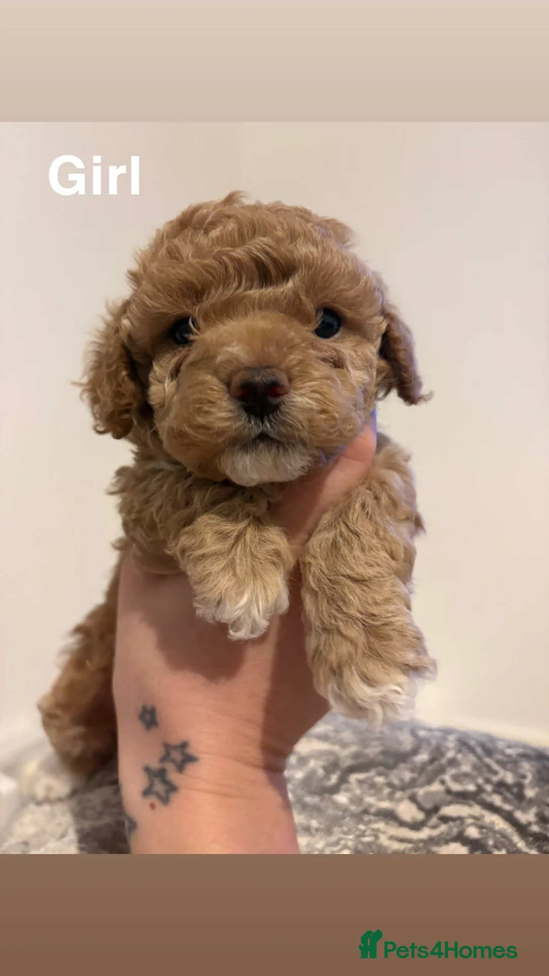 Toy Poodle dogs for sale: 5 cute curly red and apricot toy poodle puppies  - Advert 5
