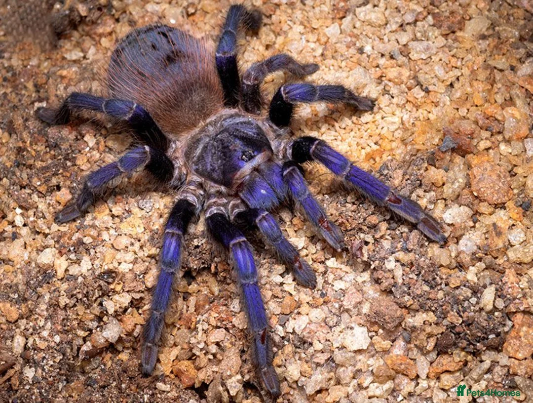 Tarantulas invertebrates for sale: Lasiocyano Sazimae juvenile  in Basingstoke - Advert 2