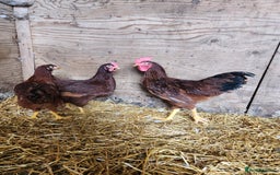 Chickens poultry for sale: Trios of pure bred chicken breeds - Image 19