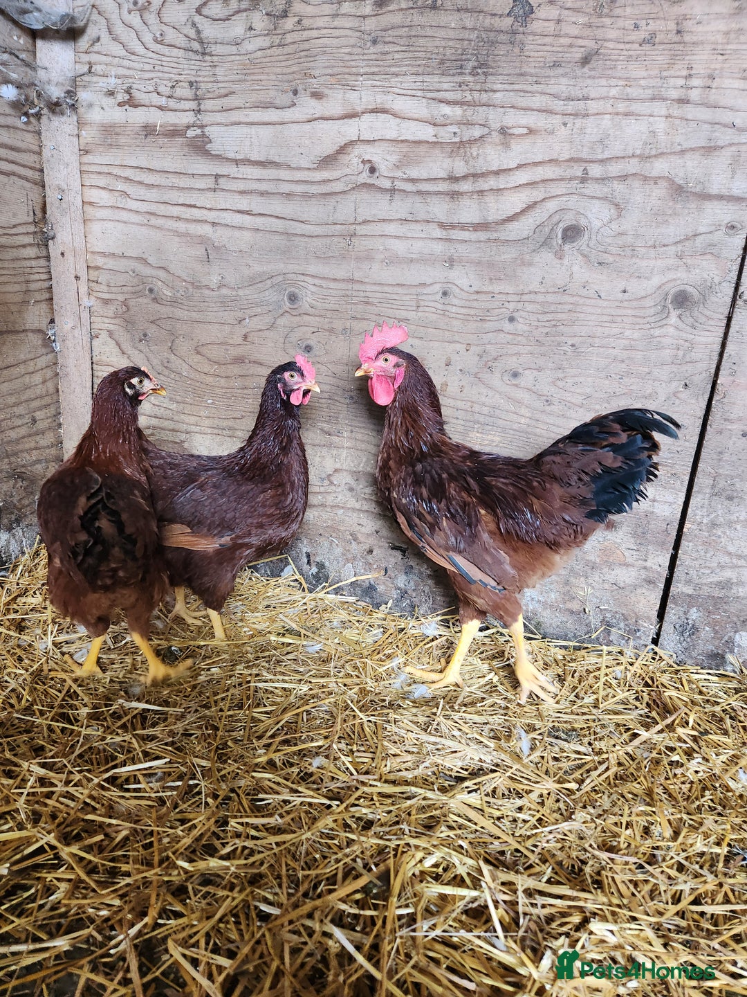 Chickens poultry for sale: Trios of pure bred chicken breeds - Image 19