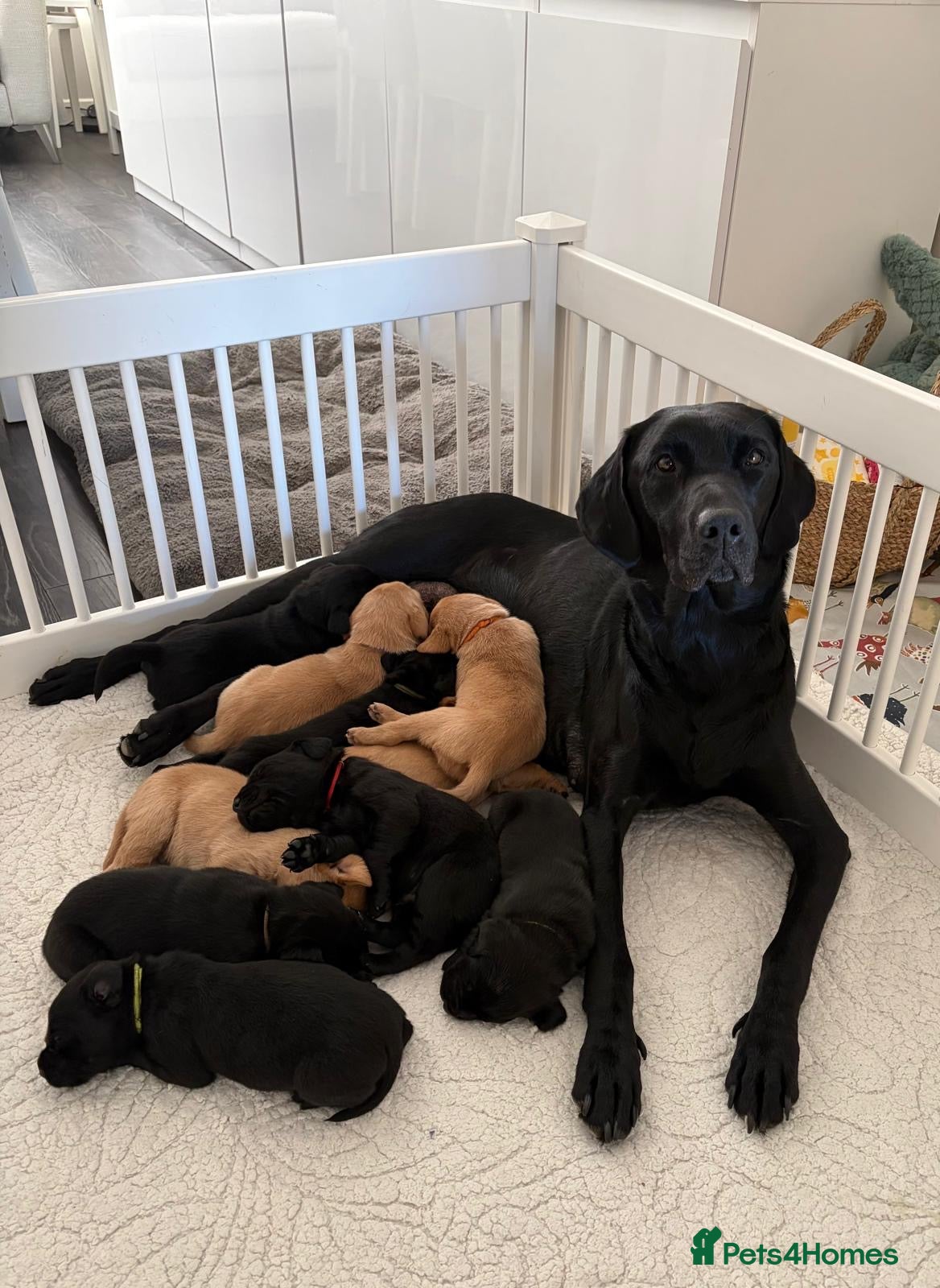 Labrador Retriever dogs KC registered Labrador puppies - Advert 1