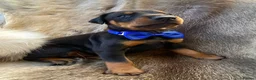 Dobermann dogs for sale: *KC REGISTERED* HEALTH TESTED DOBERMAN PUPPIES* - Advert 15