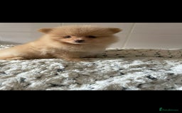 Pomeranian dogs for sale: Last female Pomeranian puppy - Image 2