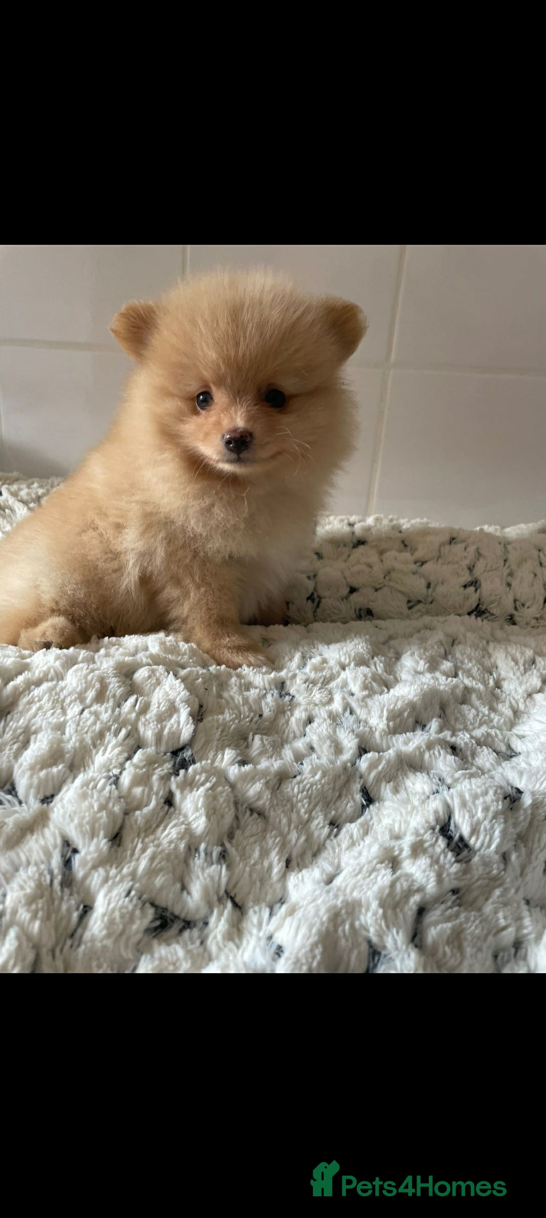 Pomeranian dogs for sale: Last female Pomeranian puppy - Image 2