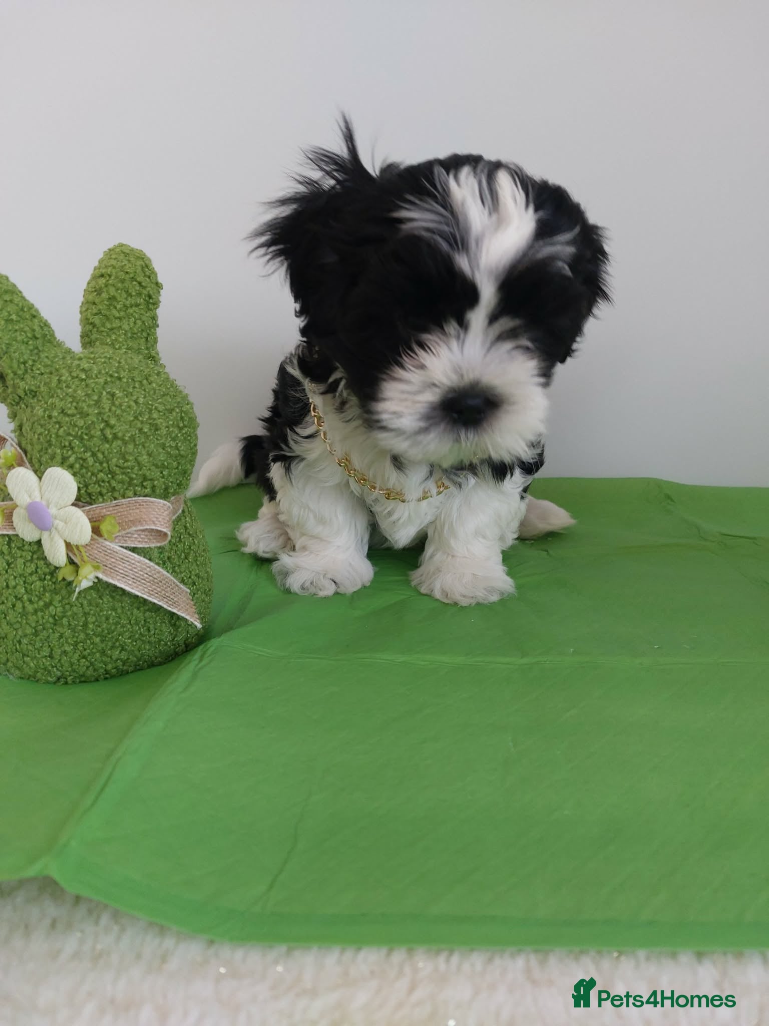 Shih Tzu dogs Beautiful Shih Tzu Puppies 💛💚❤️🩷 - Advert 1