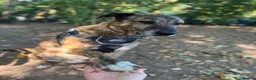 Mixed Breed dogs for adoption: Camel - Advert 3