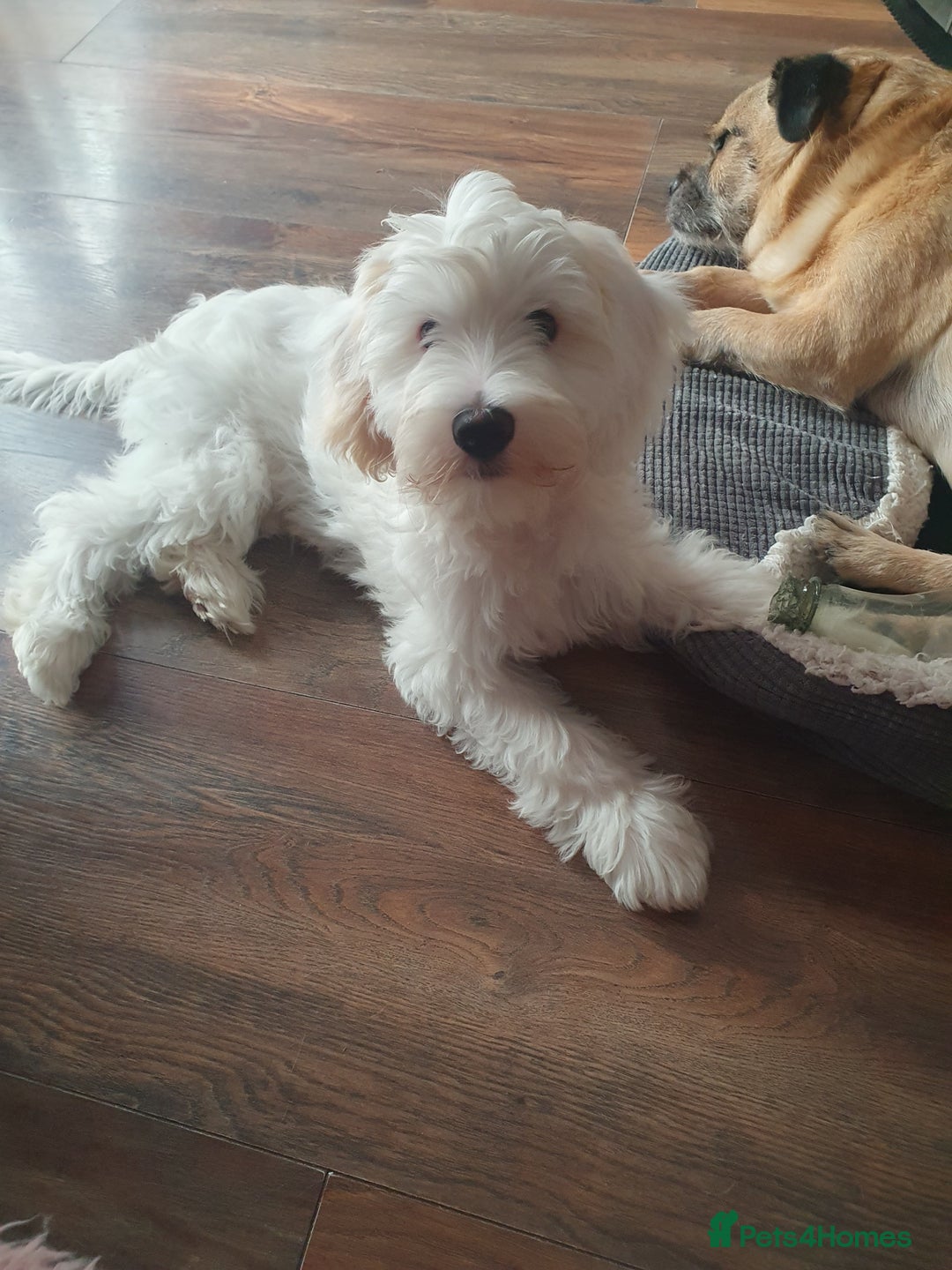 Chinese Crested dogs for sale:  KC REGISTERED AND FULLY VACCINATED BABY BOY  in Swindon - Image 3