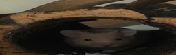 Hamster rodents for sale: Male Syrian Hamster🐹 in Tilbury - Advert 1