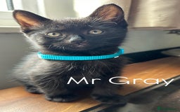Mixed Breed cats for sale: 🐾 Adorable Kittens Looking for Loving Homes 🐾 - Image 3