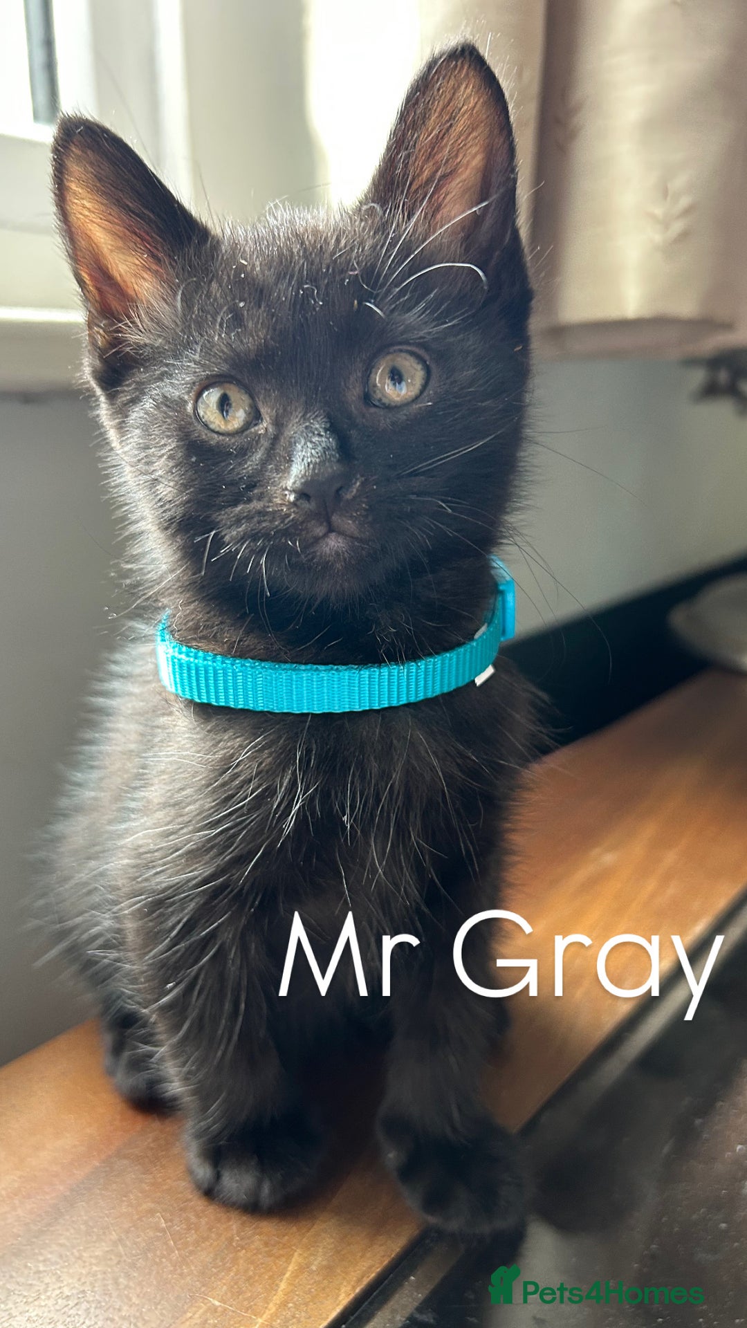 Mixed Breed cats for sale: 🐾 Adorable Kittens Looking for Loving Homes 🐾 - Image 3