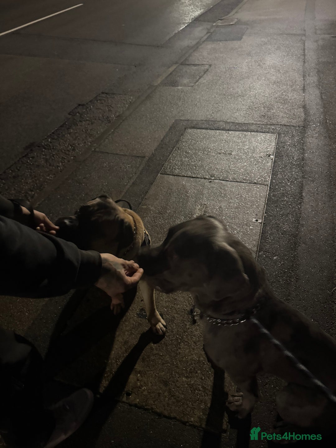 Mixed Breed dogs for sale: Cane Corso x Great Dane  - Advert 26