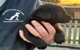 Labrador Retriever dogs for sale: Five Star Council Registered Breeder litter - Image 5