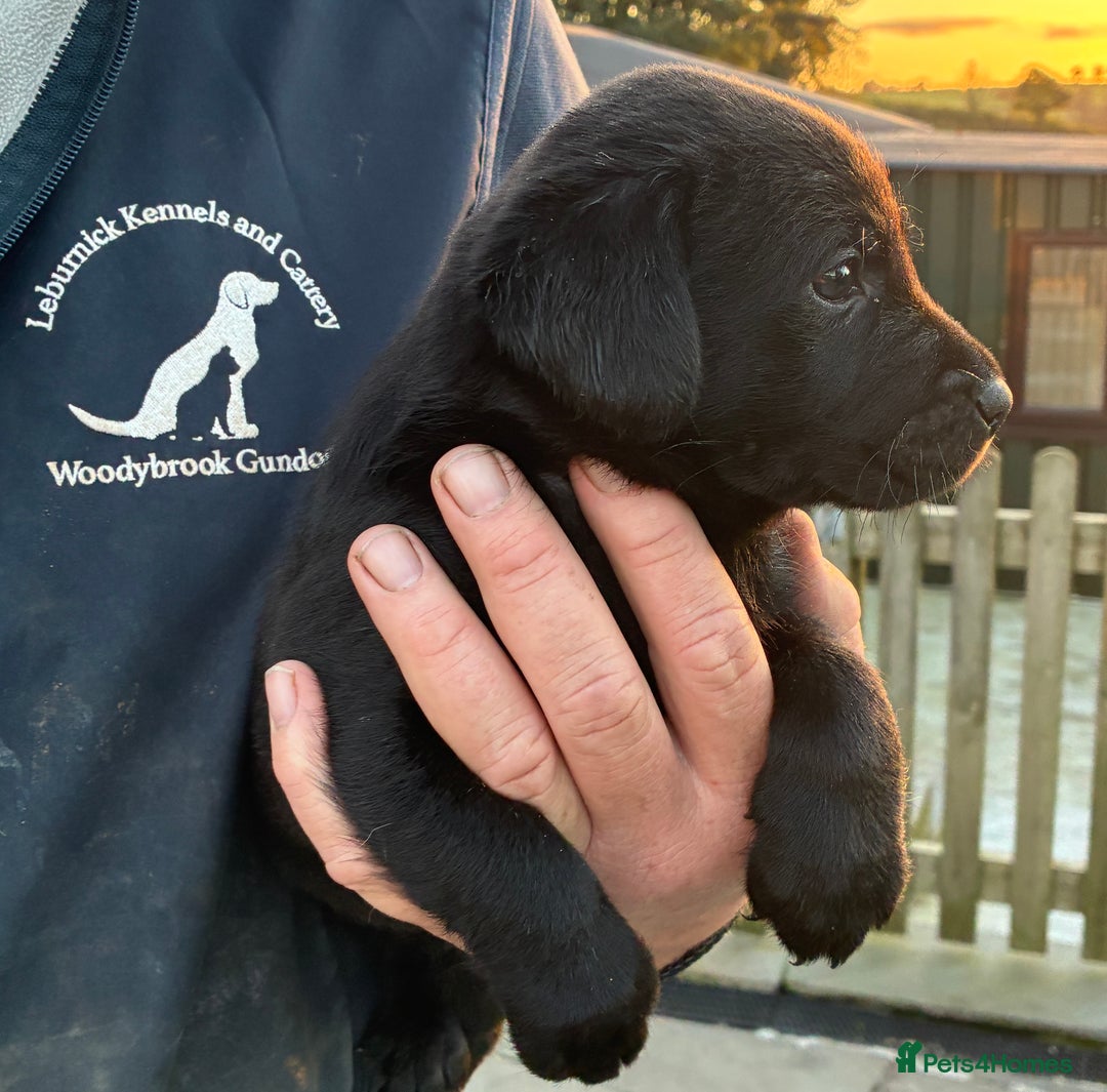 Labrador Retriever dogs for sale: Five Star Council Registered Breeder litter - Image 5
