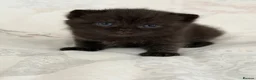 Scottish Fold cats for sale: Beautiful Scottish Fold & Straight Female Kittens - Advert 13