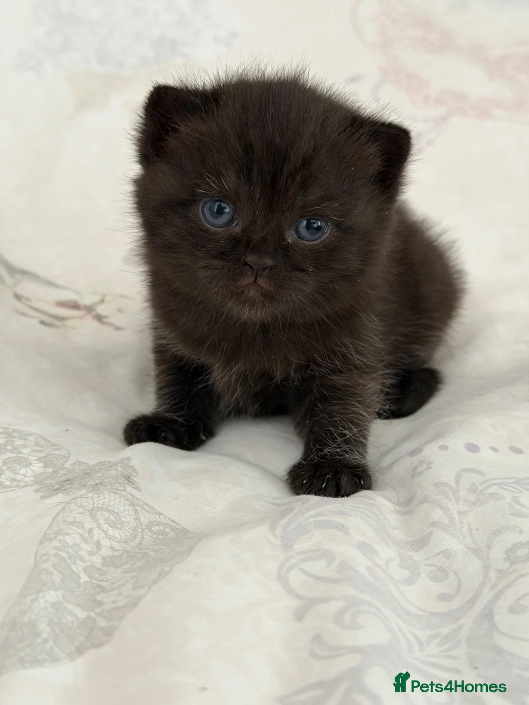 Scottish Fold cats for sale: Beautiful Scottish Fold & Straight Female Kittens - Advert 40