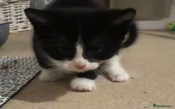 Domestic Shorthair cats for sale: 3 gorgeous Black and White boys - Image 14