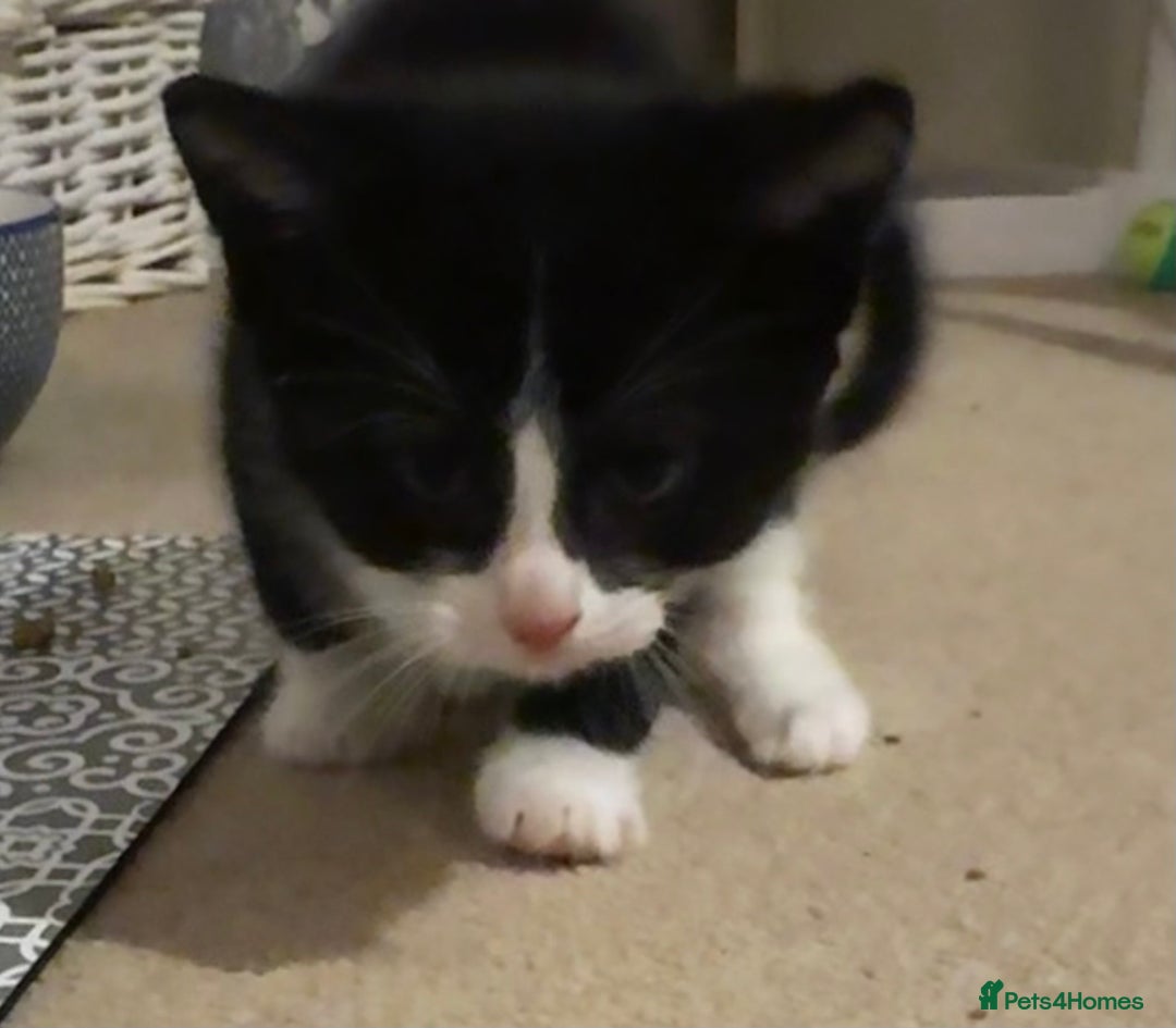 Domestic Shorthair cats for sale: 3 gorgeous Black and White boys - Image 14