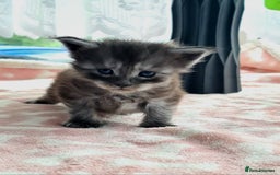 Maine Coon cats for sale: Reserve your dream kitten now - Image 4