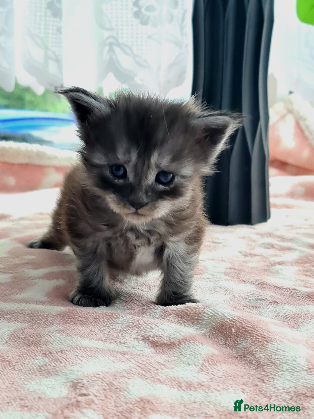 Maine Coon cats for sale: Reserve your dream kitten now - Image 4