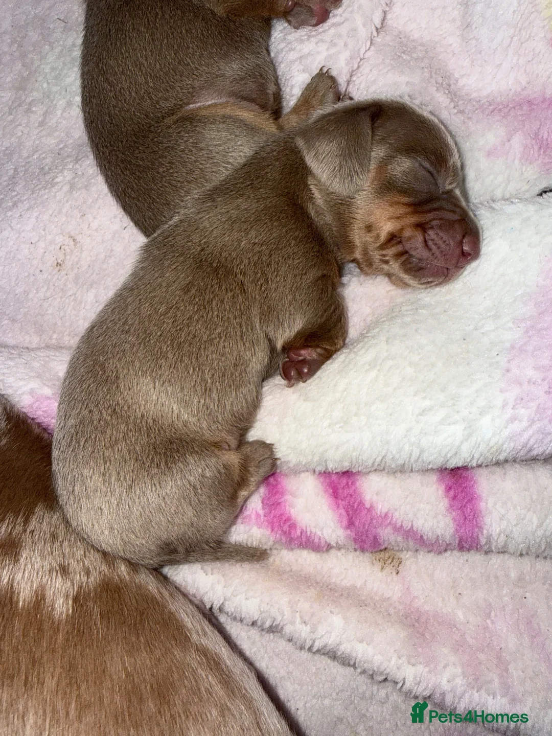Miniature Dachshund dogs for sale: Mini dachshunds - Advert 6