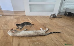 Bengal cats for sale: Half bengal kittens  - Image 5