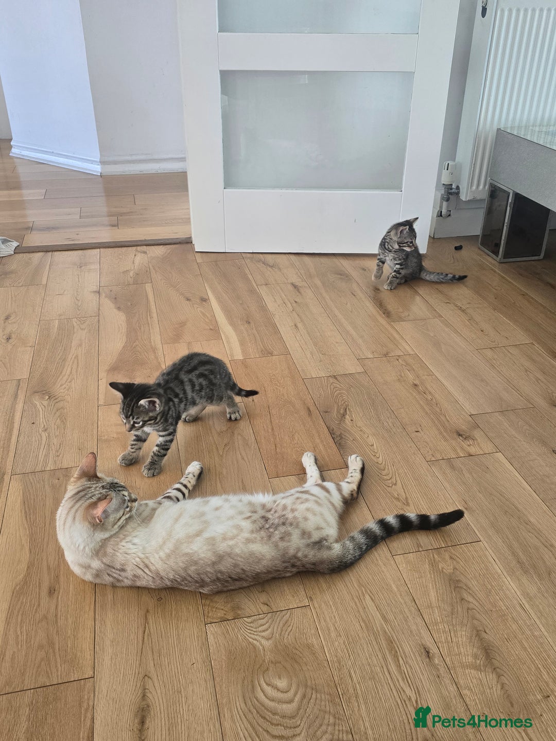 Bengal cats for sale: Half bengal kittens  - Image 5