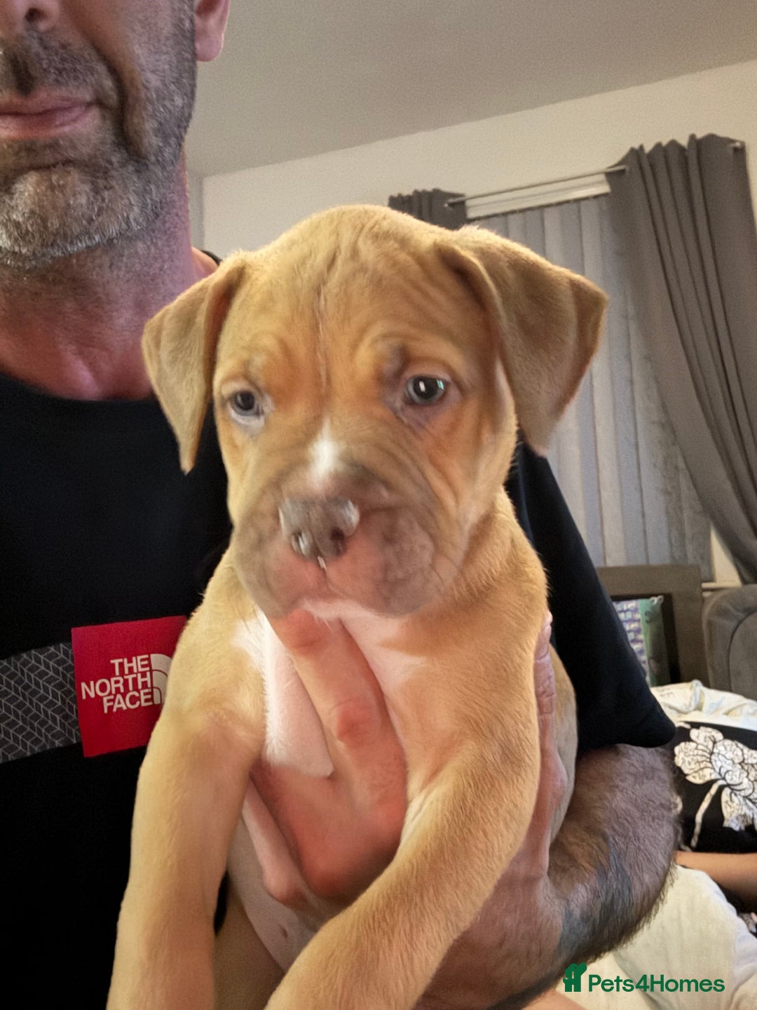 Mixed Breed dogs for sale: Tri chocolate  Corso mixed - Image 31