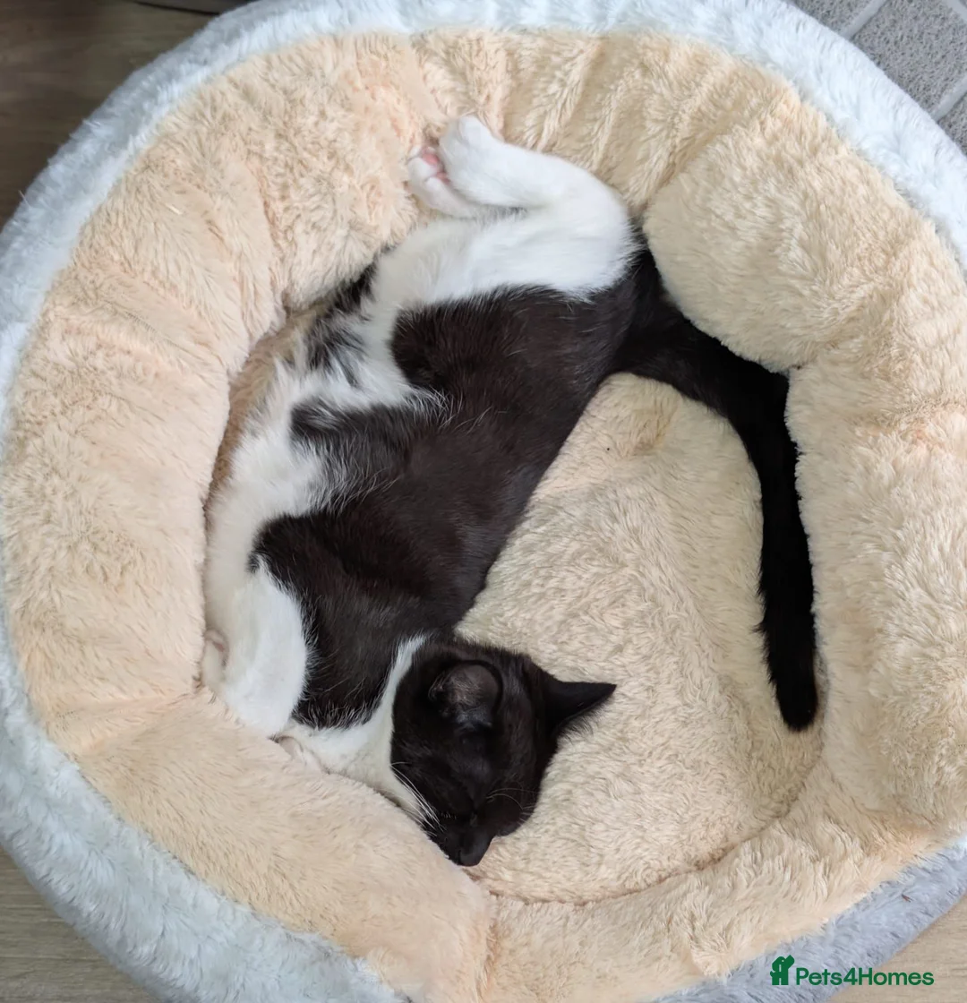 Mixed Breed cats for sale: 6 month old Kitten Looking for a Loving Home - Advert 4