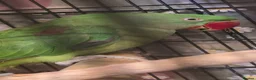 Parrots birds for sale: Alexandrline pair in Wrexham - Advert 2