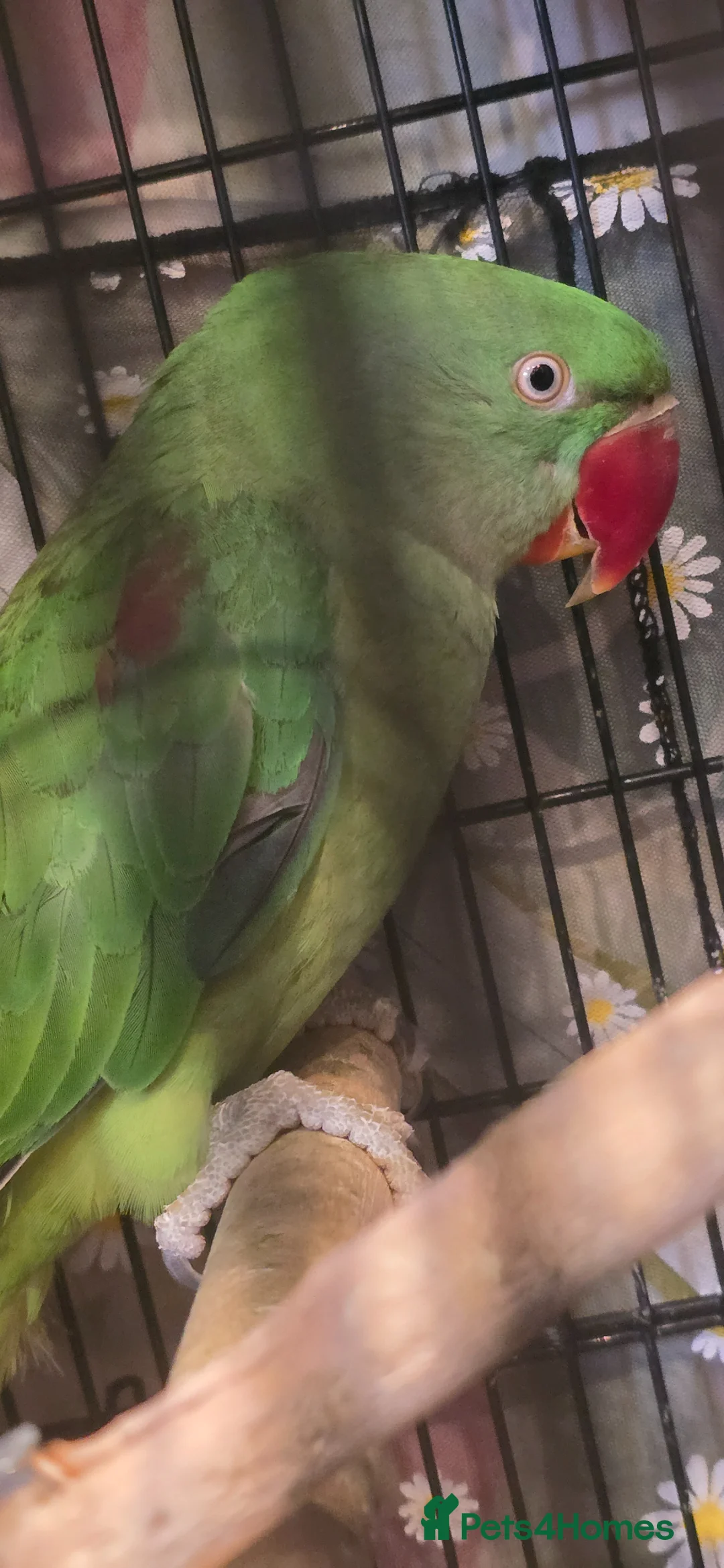 Parrots birds for sale: Alexandrline pair in Wrexham - Advert 2