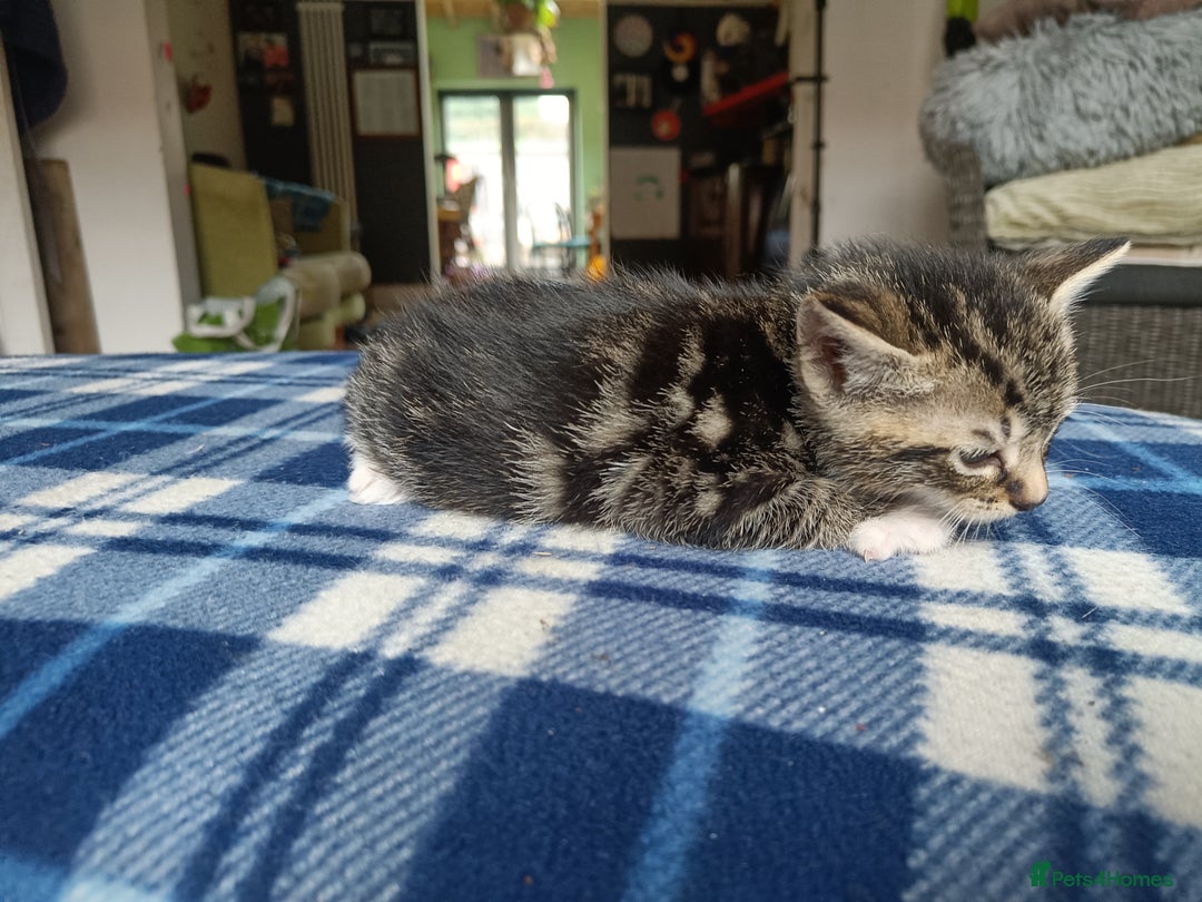 Mixed Breed cats for sale: Calico Mum, Tabby Dad kittens for sale - Image 12