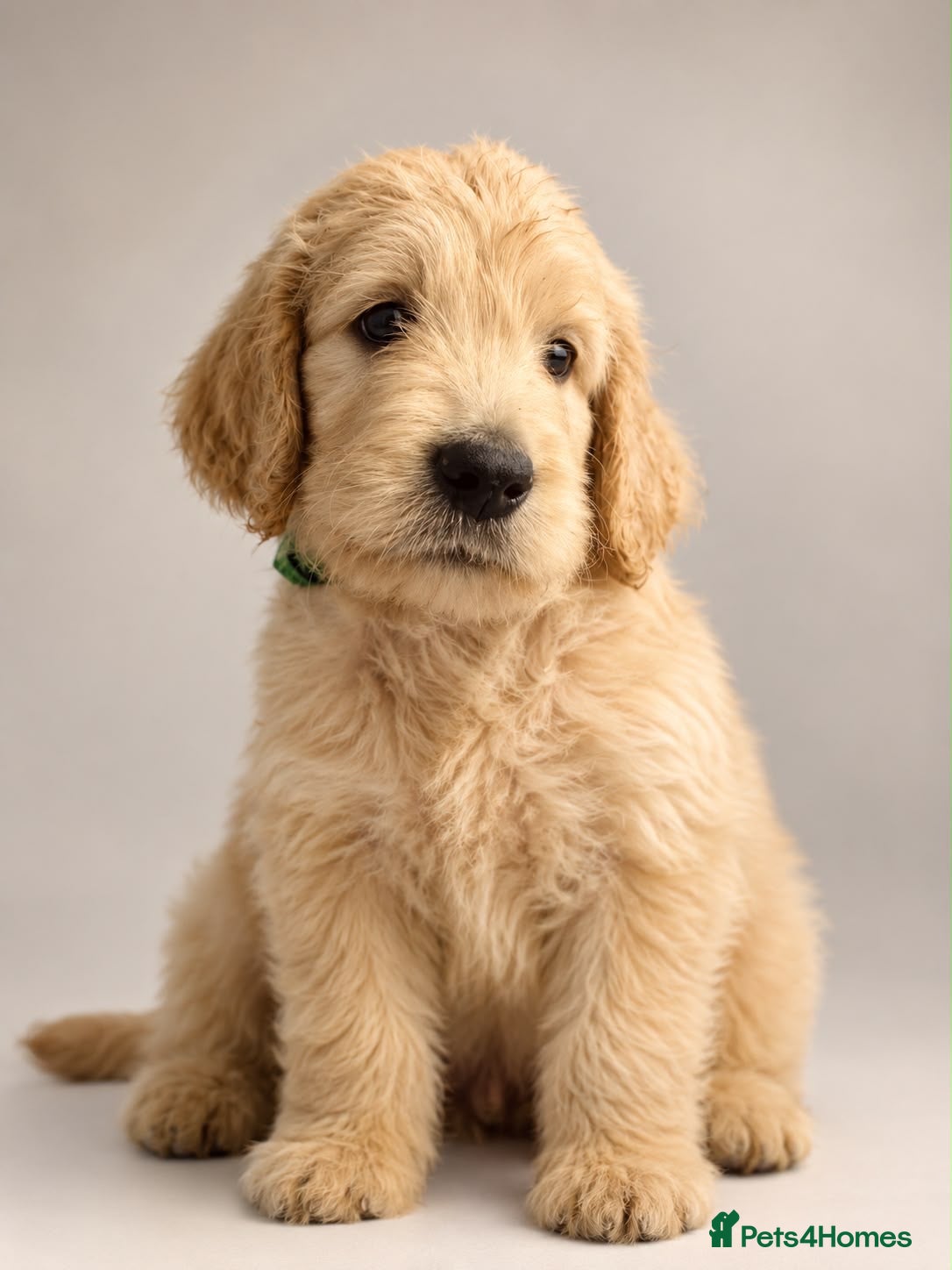 Goldendoodle dogs Goldendoodles Ready Now!  - Advert 15