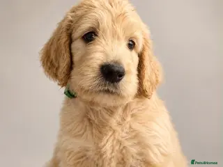 Goldendoodle dogs Goldendoodles Ready Now! - Advert 15